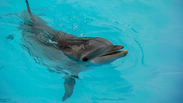 palackorrú delfin